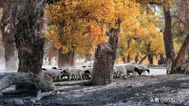 「旅行百事通」远古胡杨沧桑千年，邂逅大漠胡杨，遇见人间秘境