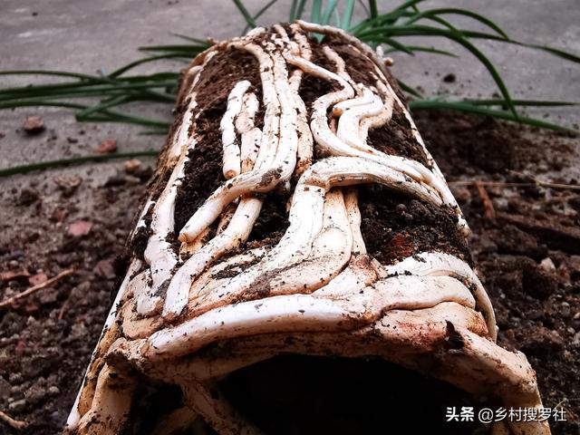 种植兰花为何不用土？原因其实很简单