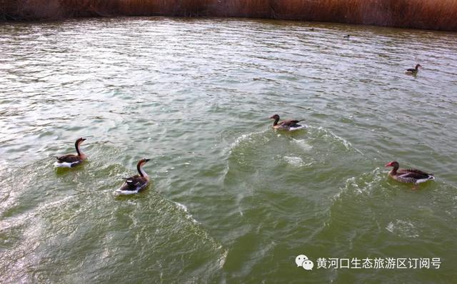 「趣旅游」每日一景 |春的律动