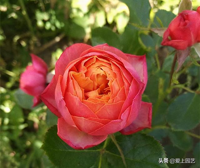 花开成串的小包子月季，首选浪漫三宝和她们的姐妹