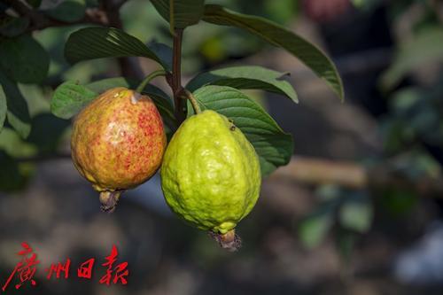 广州|老夏观察26 | 广州这项数据，26年一遇