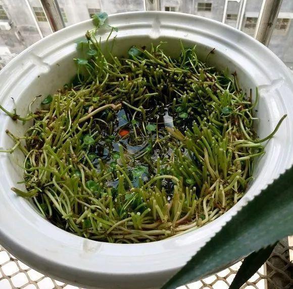 长寿花|这花就得饿着养，盆小水少，叶子越剪长得越旺！