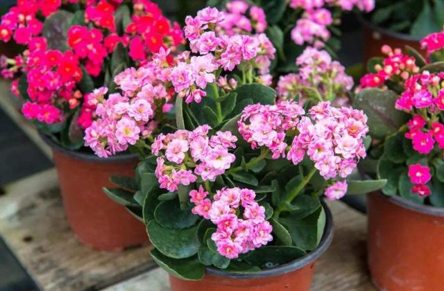 养君子兰、长寿花，盆里撒点“万能肥”，新芽猛长，呼呼开花