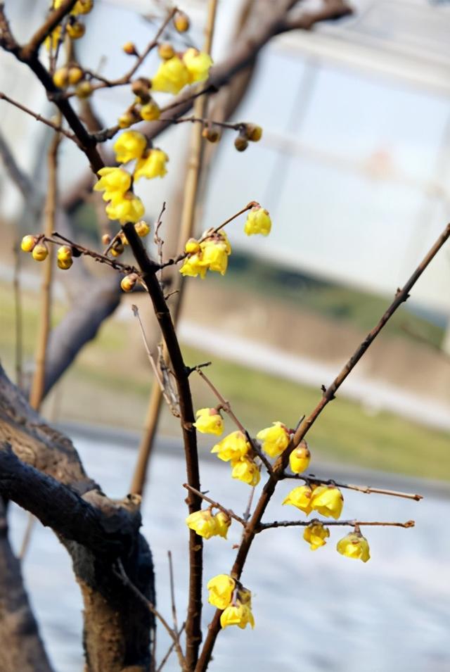 腊梅开花芬芳扑鼻、高洁典雅，冬日做好这4点，早日开花