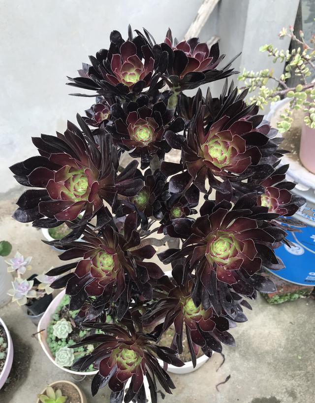 冬天养多肉法师，满足“5个条件”，色美个高，棵棵长成树