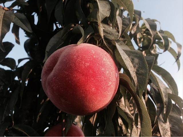 桃子|听音乐喝牛奶的桃子生长过程大揭秘