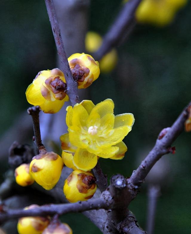 腊梅开花芬芳扑鼻、高洁典雅，冬日做好这4点，早日开花