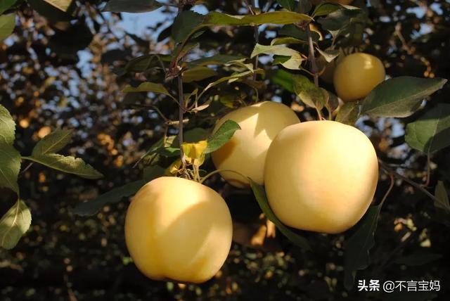 超级宝妈▲不管有钱没钱,多给孩子吃这些“夏季黄金果”,补充营养又降暑