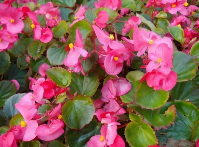 常常被低估的“四种花”，花期长达“小半年”，养一盆抵过10盆
