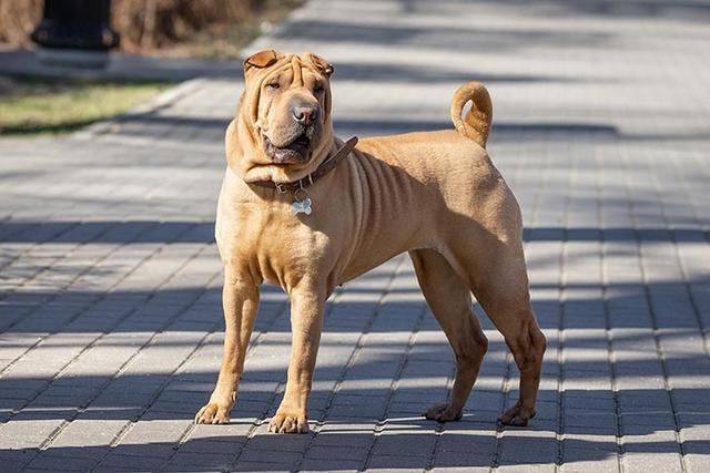 一种优秀的本土犬种:独立自主的沙皮犬,它们是非常忠诚的家庭犬