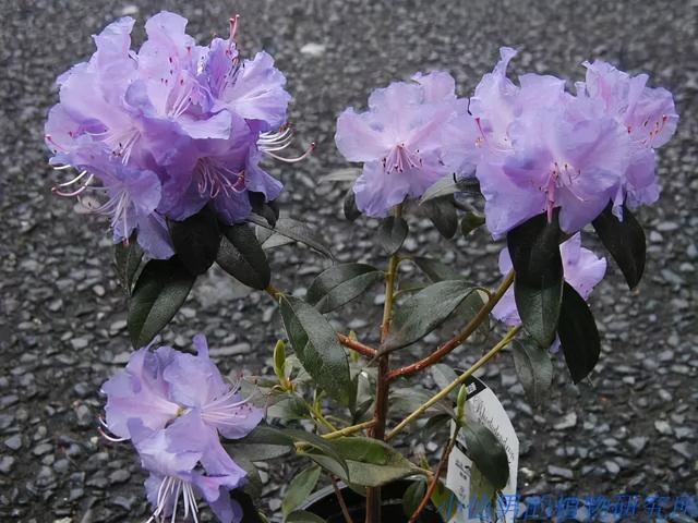 大咖分享 | 蓝色花境植物有那些？