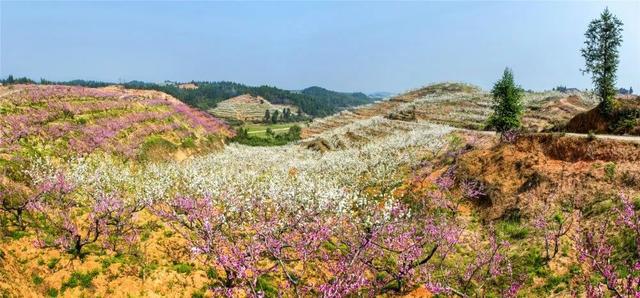 趣旅游■中国绿都 最氧三明 | 掬一捧春色,赏建宁桃红梨白……