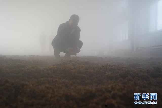 大黄米酒香飘冬日