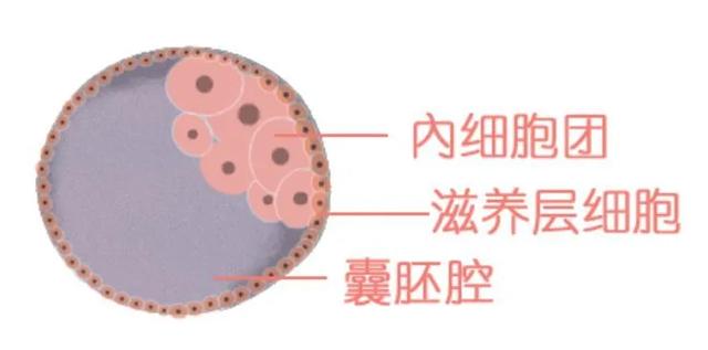 谈天说地|你真的会看囊胚级别吗？