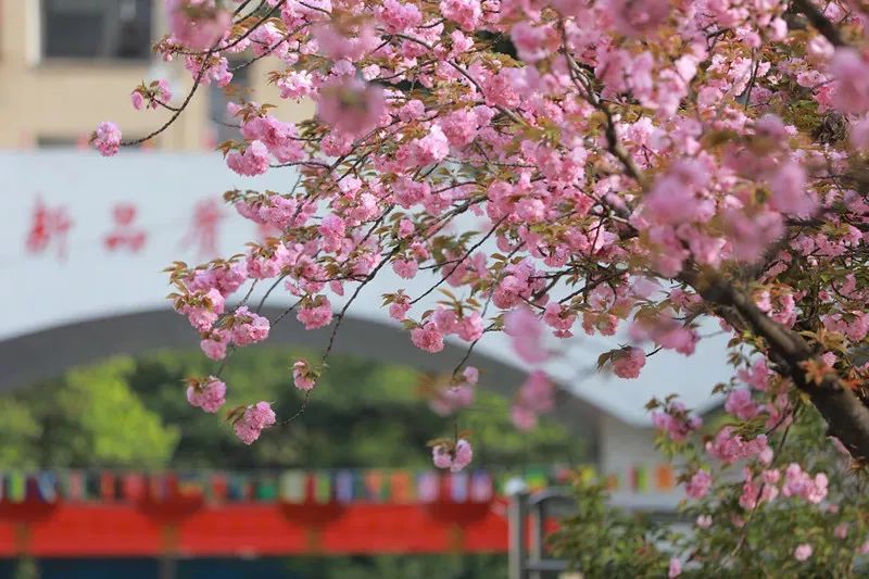 【暖先生格调】延迟开学：致全体武汉中小学生的一封信！