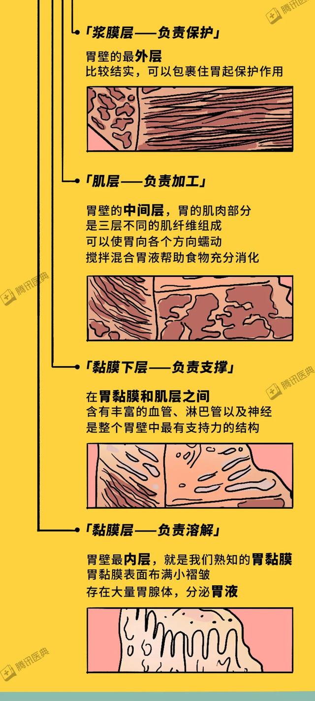 一吃主食就胀气，没吃几口就打嗝，这是胃在向你抗议！