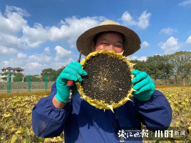 向日葵|宝宝是从哪里来的？浙江省农科院女专家的回答高级了