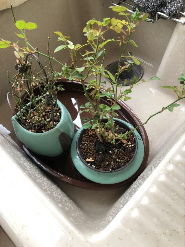 不同的花要用不同的花盆，用对花盆花长得旺，用错可能黄叶烂根