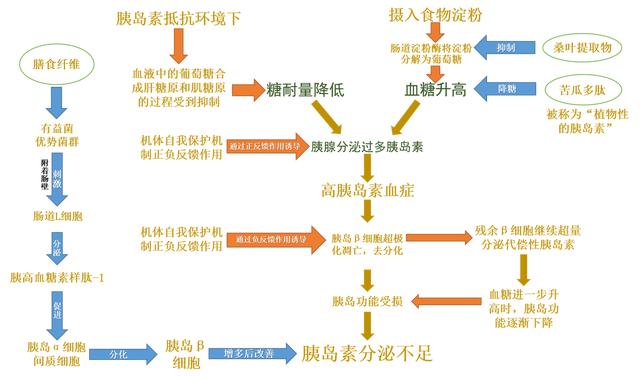 肠道菌群重建的科学原理与住院、家庭调养经典案例，糖友多学习