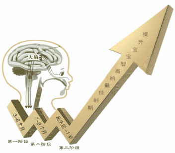 你的育儿经|准妈妈要保证胎儿在“宫”中充足营养 把握脑细胞增殖的两个阶段