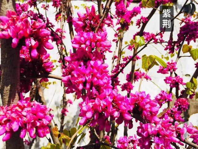 你的育儿经：最美四月天 海安市长江路幼儿园在等你