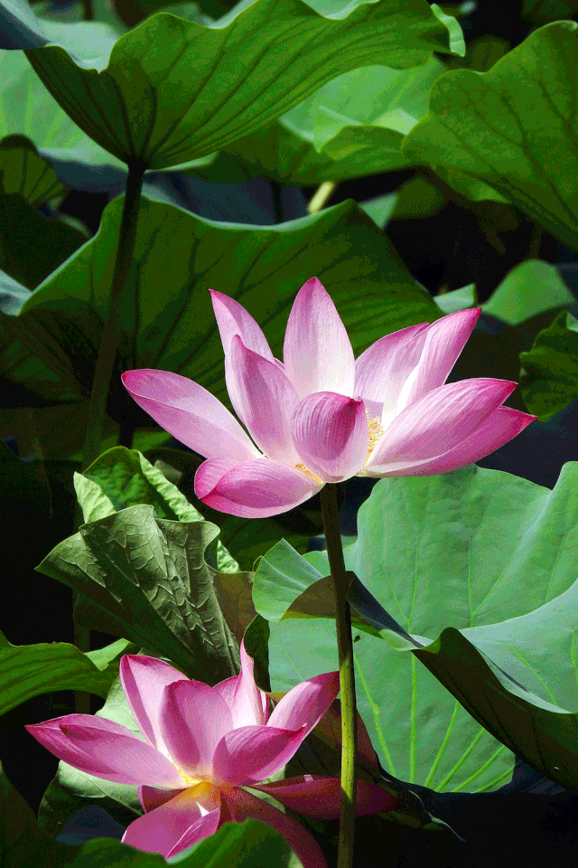 640_960 竖版 竖屏