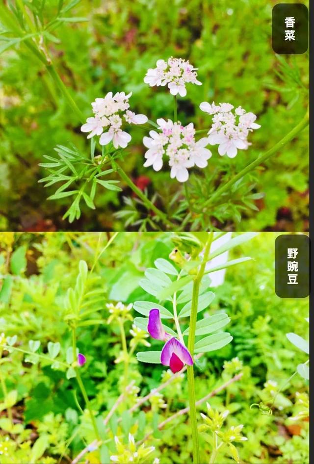 你的育儿经：最美四月天 海安市长江路幼儿园在等你
