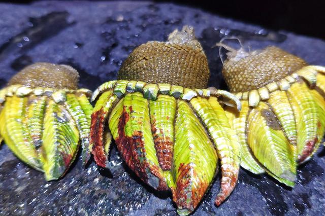 有些海鲜不能“以貌取人”，虽然“丑”，但是很鲜美，就是有点贵