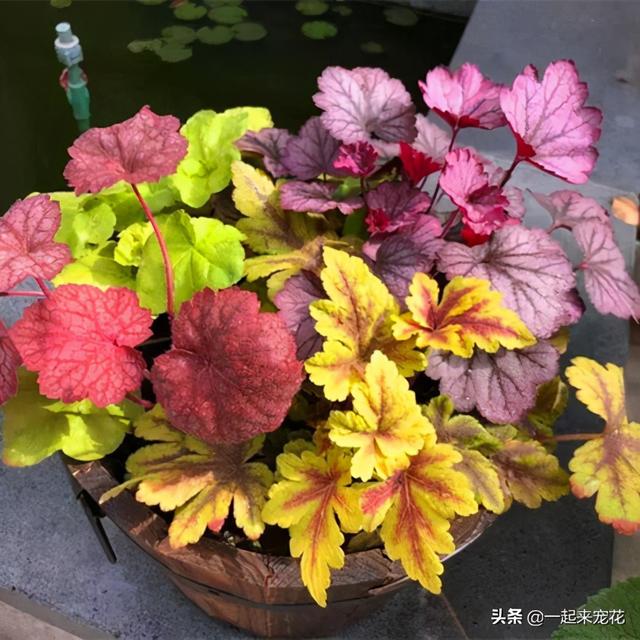 3种观叶植物，耐寒又好养，不开花也好看，是家庭盆栽佳品