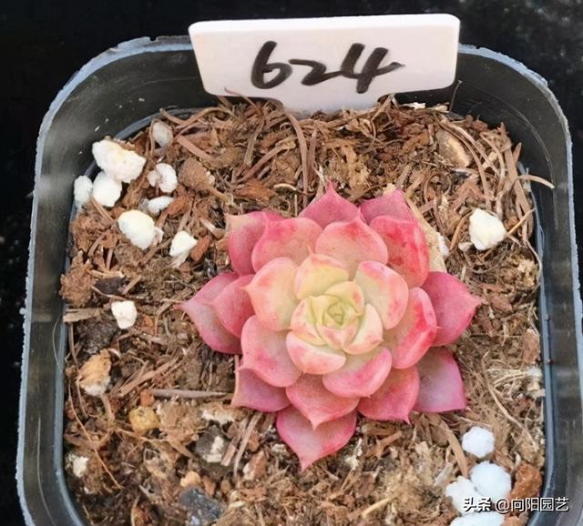 这种多肉带锦，实际是“假锦”，价格贵养不活，谁买谁吃亏