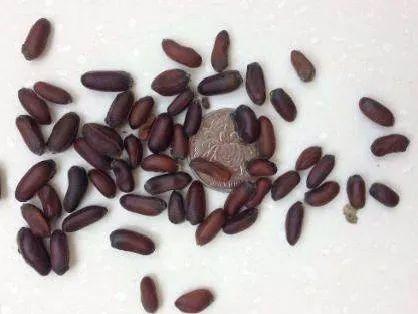 蜡梅|气温回暖，上海植物园‘两梅’腊月齐争辉