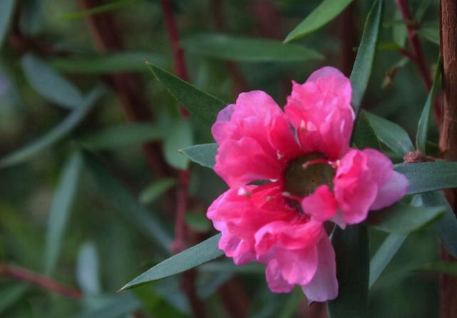 新年临近，买花选6款“年宵花”，个个好看有特点