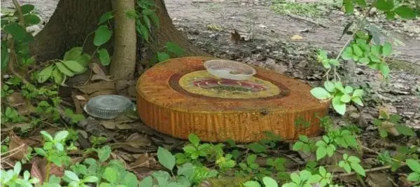 沪上小区流浪猫泛滥 对这些毛孩子，该护还是该抓？