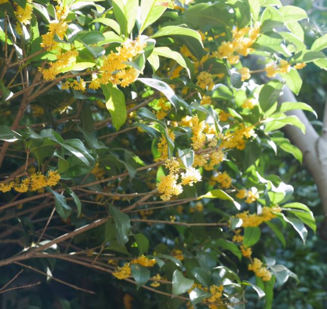 中国十大名花，寓意好观赏性强，很少人能养全