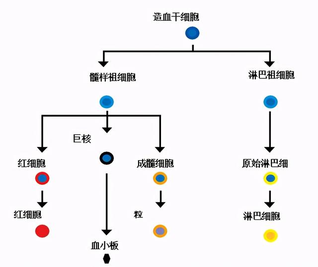 白血病会导致人体贫血、流鼻血和感染？急性白血病有什么危害？