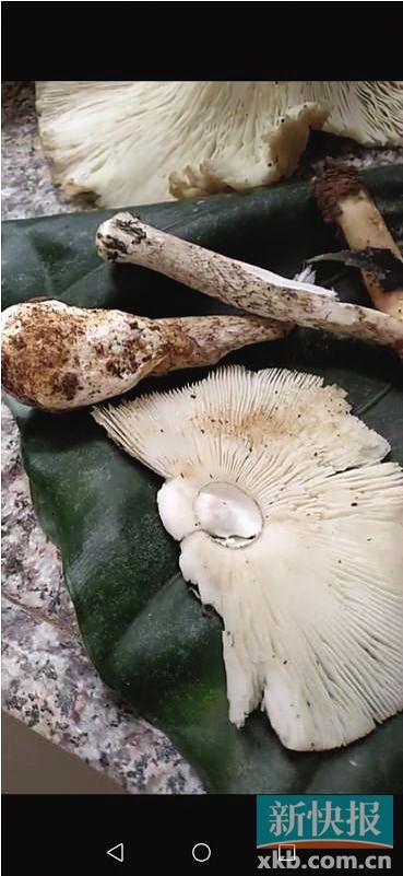 你的育儿经：乱吃野生蘑菇 可能危及生命