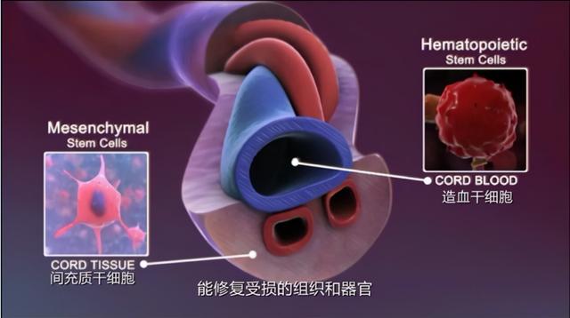 细胞治疗时代来了，请恕我扎心的问一句：你家有细胞储备吗？