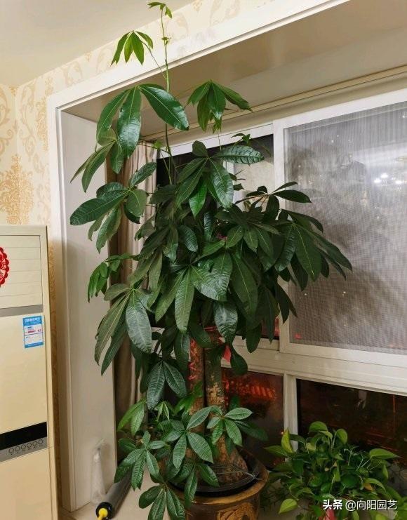 客厅养绿植，分为3大类，根据实际情况决定，不用担心养不好