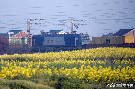 「光明网」开往春天的火车，穿梭油菜花田美