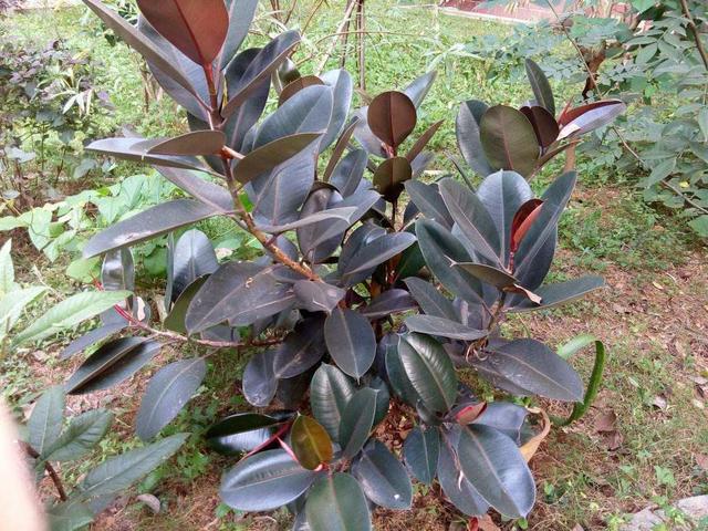 橡皮树叶子总变黄不够亮，不担心，学会3个方法后叶子返青快