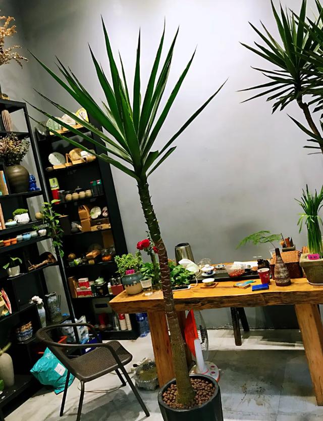 15种镇宅花，家里摆一盆，镇宅旺运超霸气