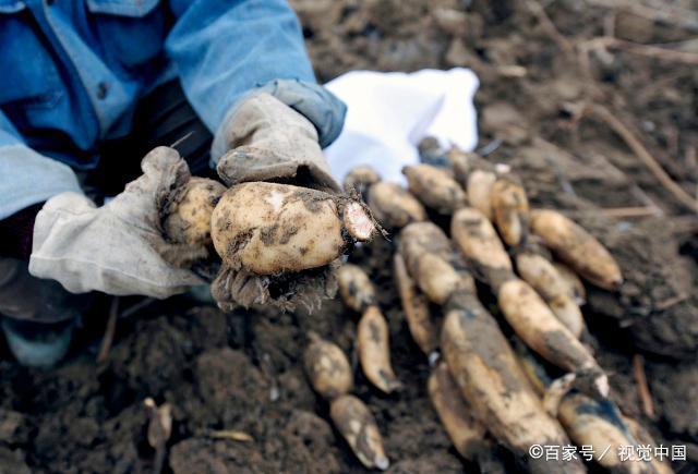 莲藕7孔和9孔有什么区别？挖藕大爷：差别可大了！挑错难以下咽