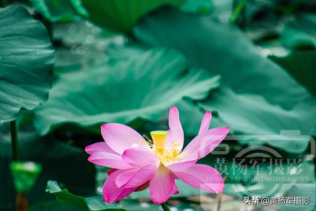饮了晚风■荷花盛开的夏天,绿叶中娇美的花朵很漂亮