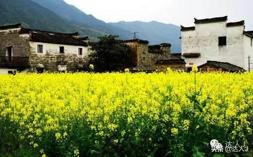 [世界那么大]#唤醒好春光#这次，我要去婺源感受不一样的油菜花世界