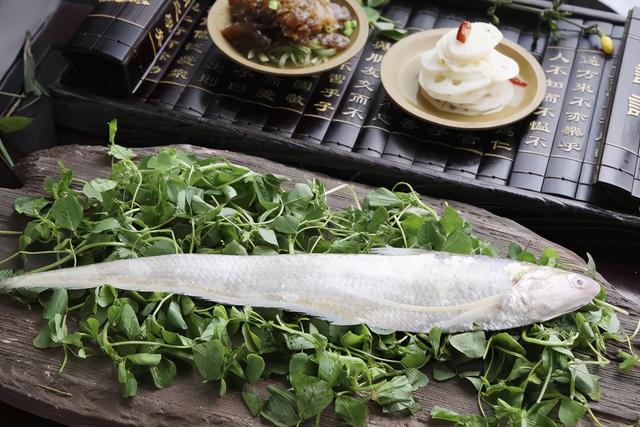刀鱼|长江禁渔之后，餐桌上的刀鱼从何而来？