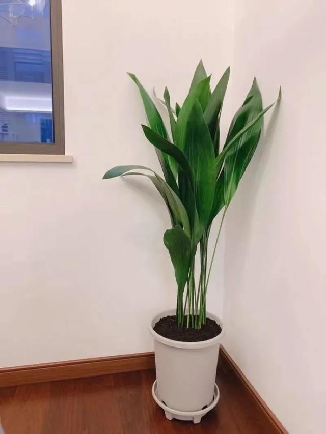 冬天在家养盆一叶兰，清雅又大方，光线不好也能活
