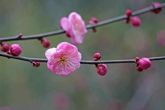 蜡梅|气温回暖，上海植物园‘两梅’腊月齐争辉
