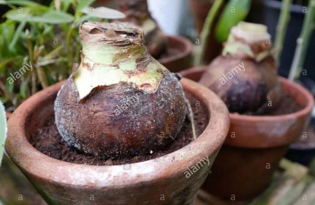 干货 I 朱顶红新球种植经验汇总