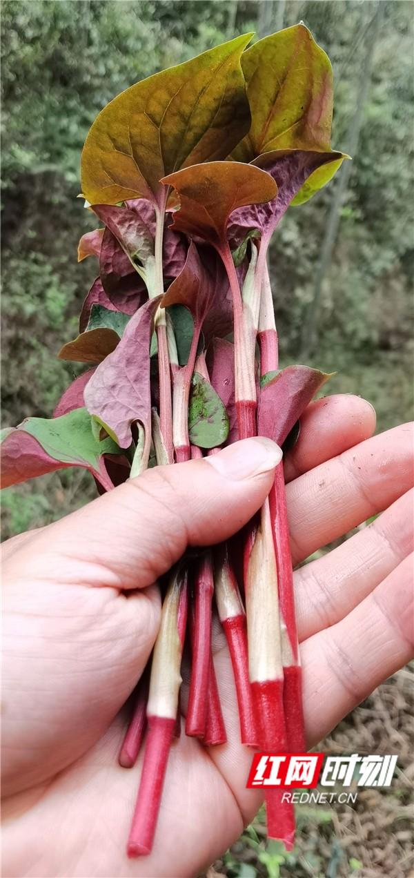 野菜|湖南新田：采摘一把春天的味道