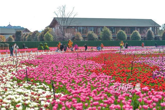经济日报关注云南花卉产业关键环节发力打造高品质世界花园
